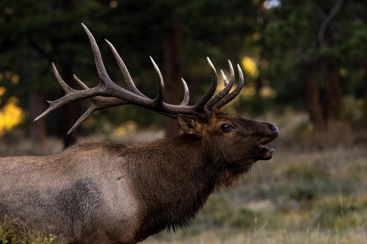 Nakai Peak 41B Condo Estes Park Zewnętrze zdjęcie
